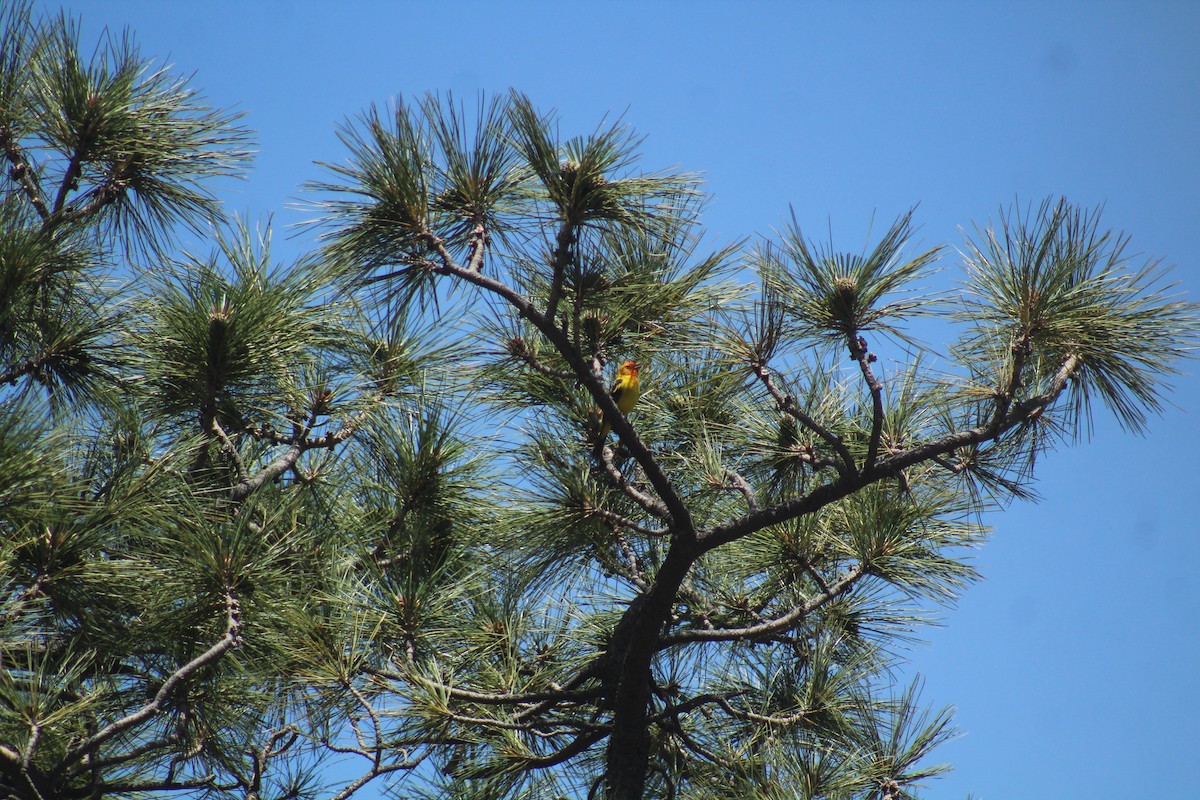 Western Tanager - ML597123391