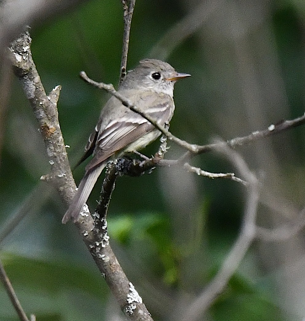 Hammond's Flycatcher - Kristen Cart