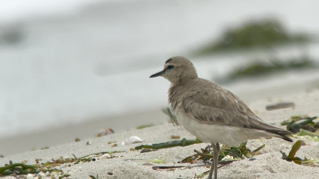 Mountain Plover - ML597124961