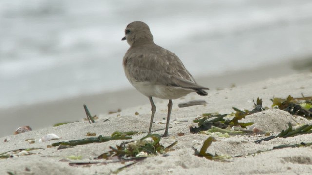 Mountain Plover - ML597124971