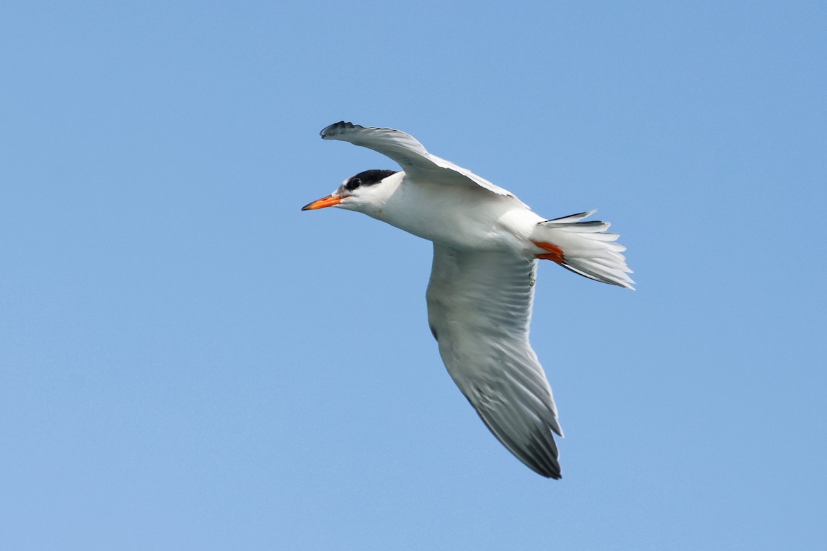 Common Tern - ML597125201