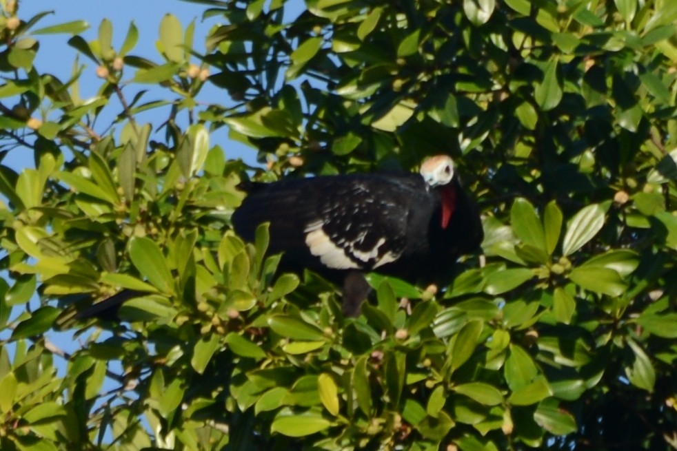 Red-throated Piping-Guan - ML597125441