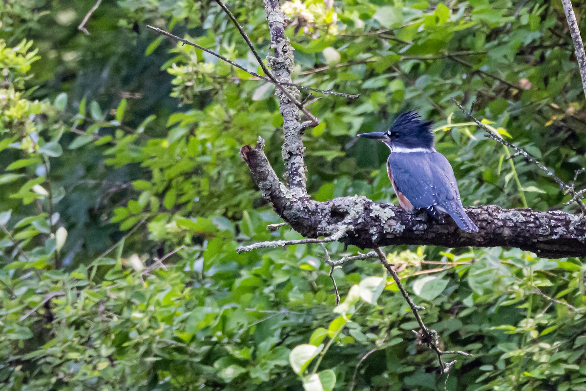 Belted Kingfisher - ML597125851