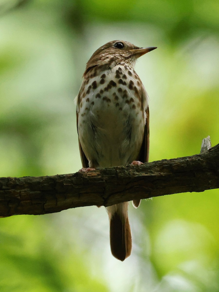 Hermit Thrush - Denis Tétreault