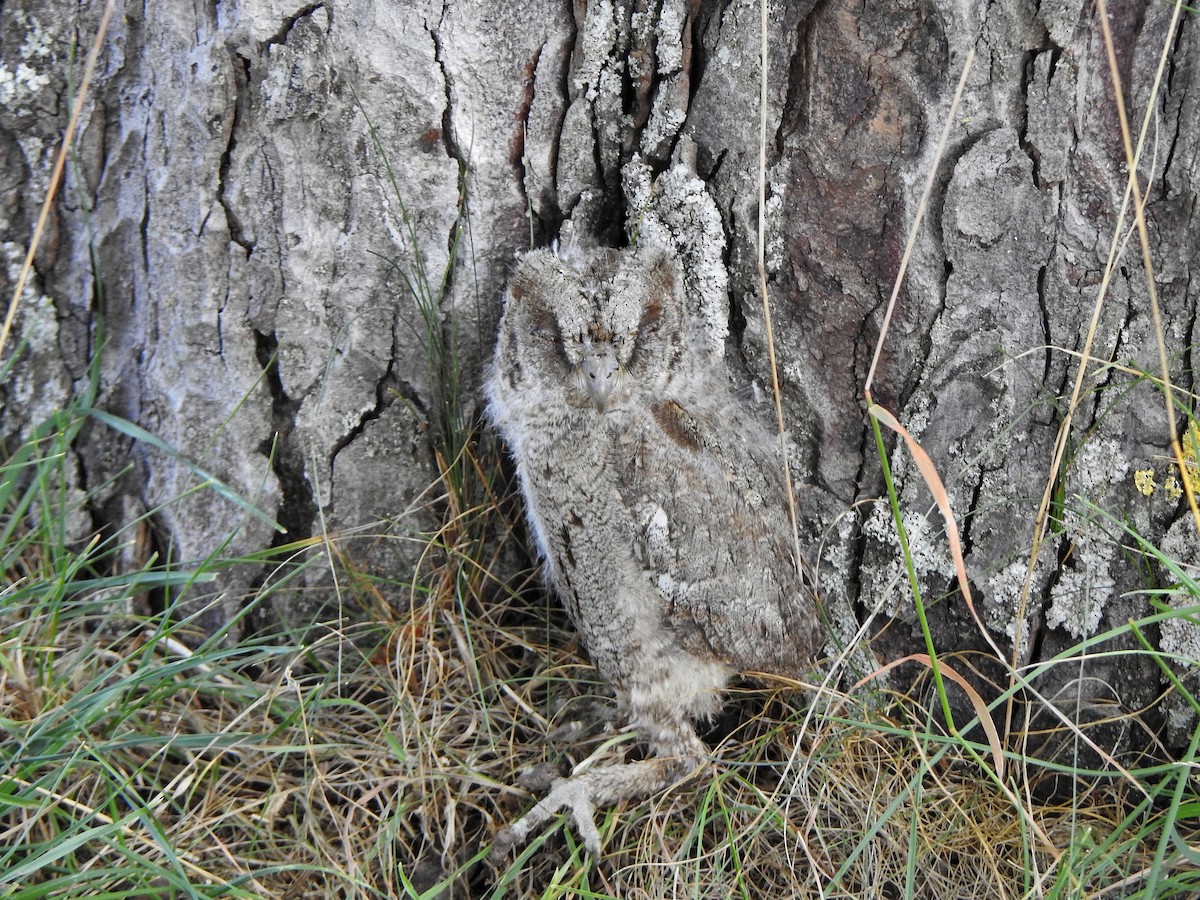 Eurasian Scops-Owl - ML597127491