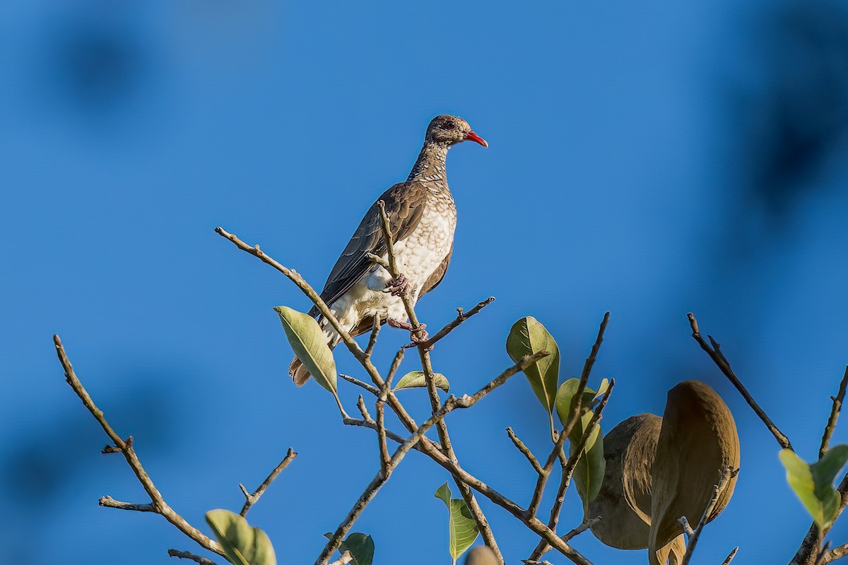 Scaled Pigeon - Dan Brown