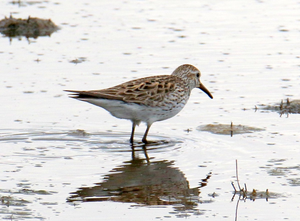 White-rumped Sandpiper - ML59712771