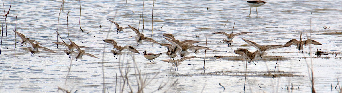 White-rumped Sandpiper - ML59712791
