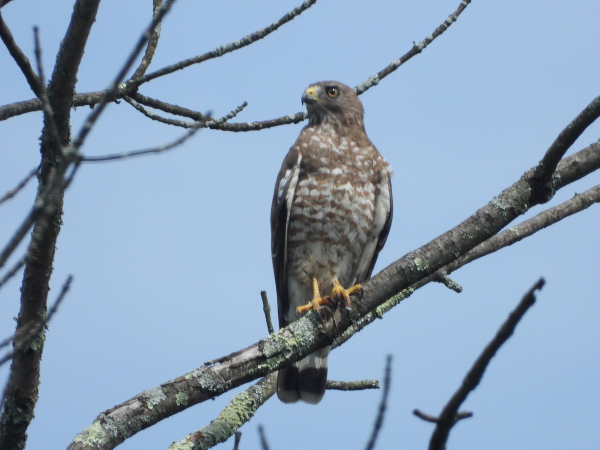 Broad-winged Hawk (Northern) - ML597127911