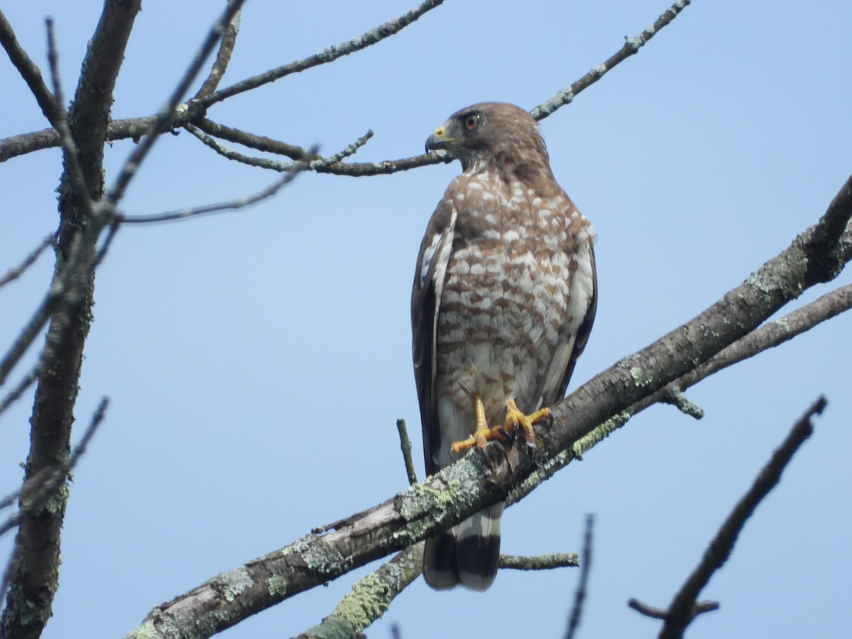 Broad-winged Hawk (Northern) - ML597127921