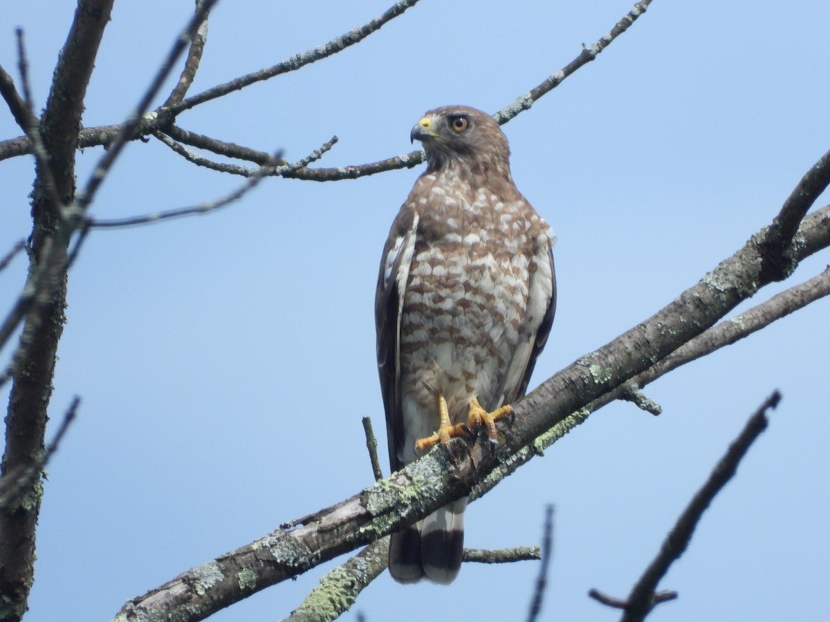 Broad-winged Hawk (Northern) - ML597127931