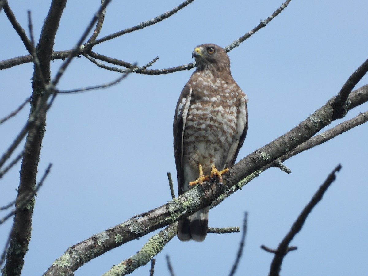 Broad-winged Hawk (Northern) - ML597127941
