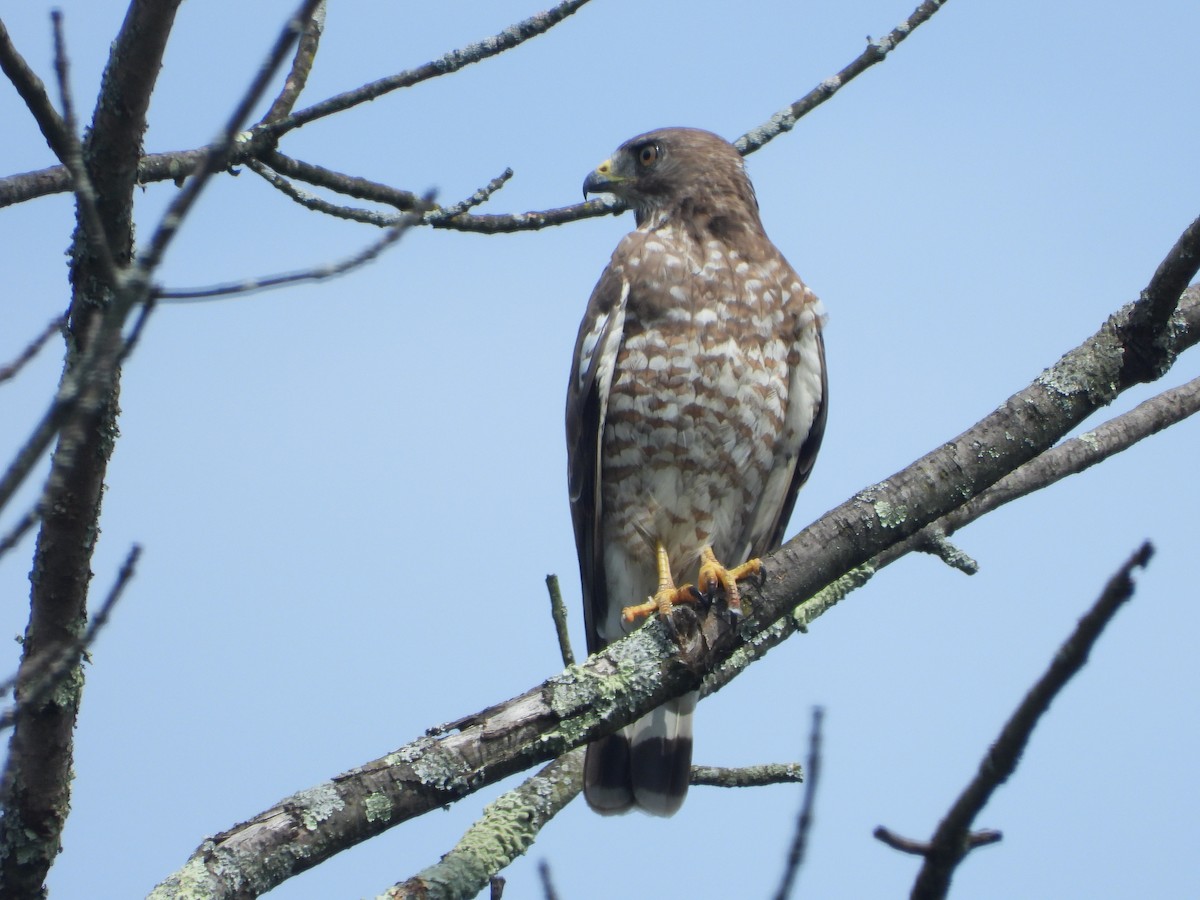 Broad-winged Hawk (Northern) - ML597127951