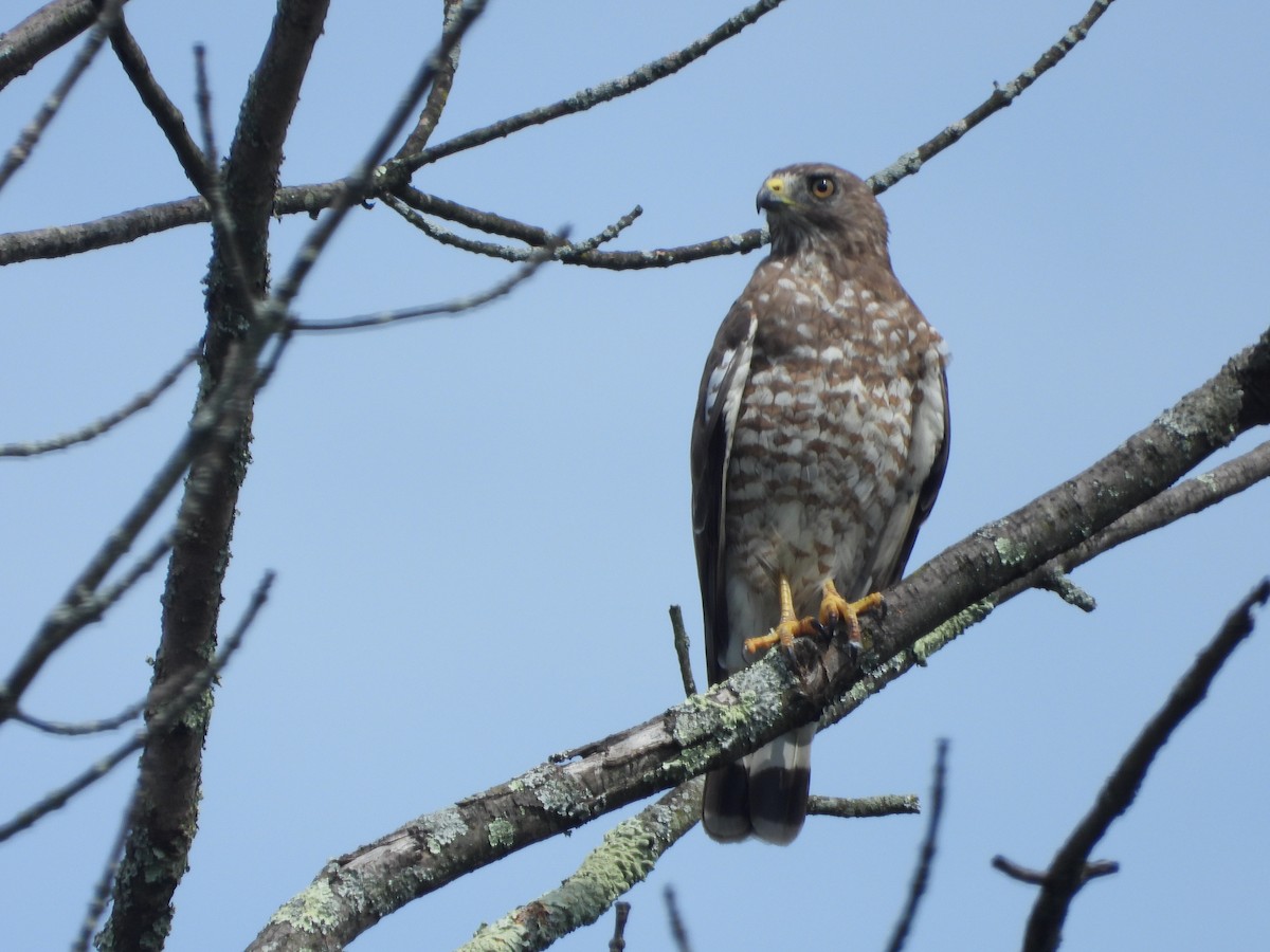 Broad-winged Hawk (Northern) - ML597127961