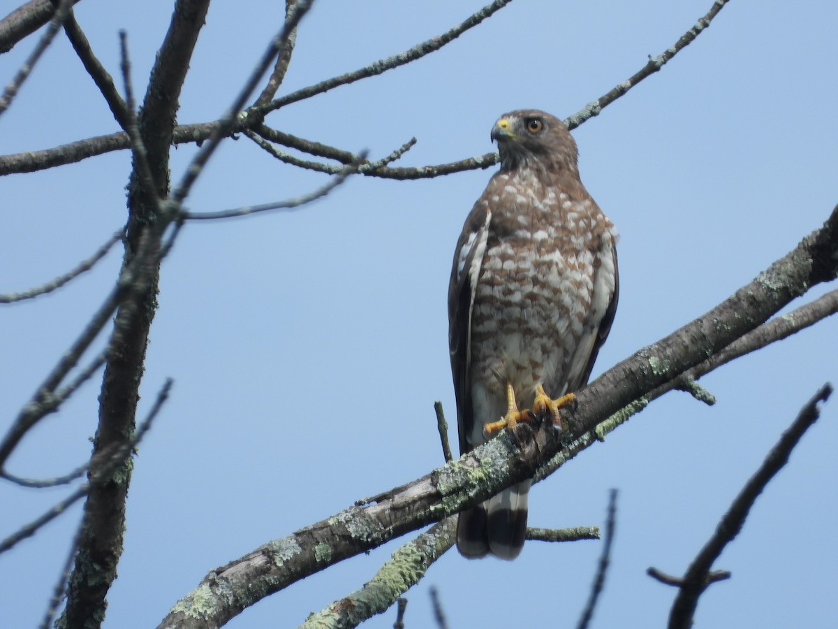 Broad-winged Hawk (Northern) - ML597127981