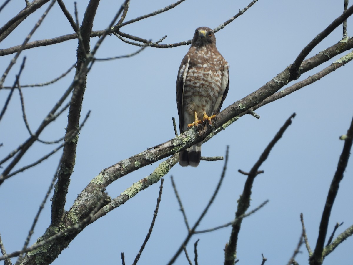 Broad-winged Hawk (Northern) - ML597127991