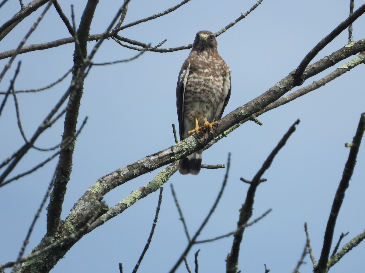 Broad-winged Hawk (Northern) - ML597128001