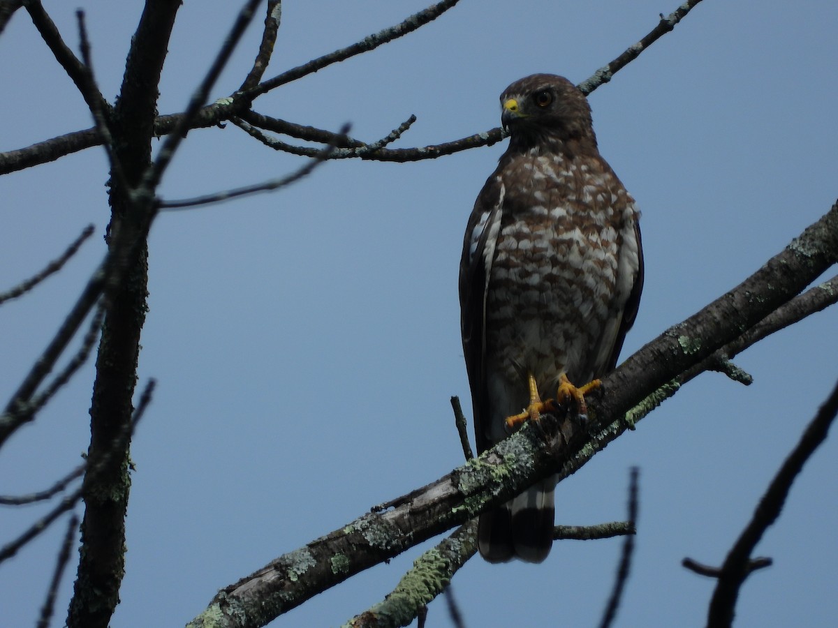 Broad-winged Hawk (Northern) - ML597128021