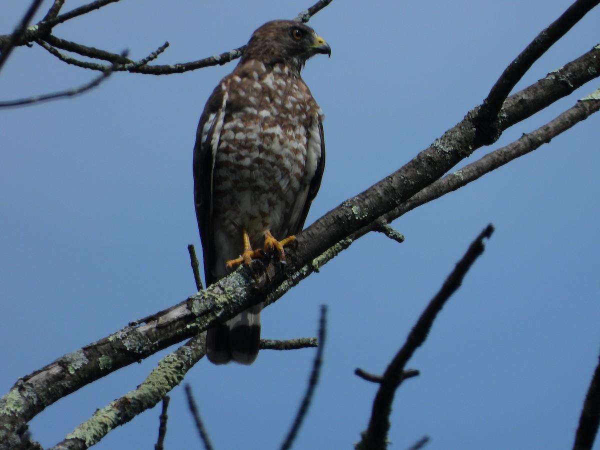 Broad-winged Hawk (Northern) - ML597128031
