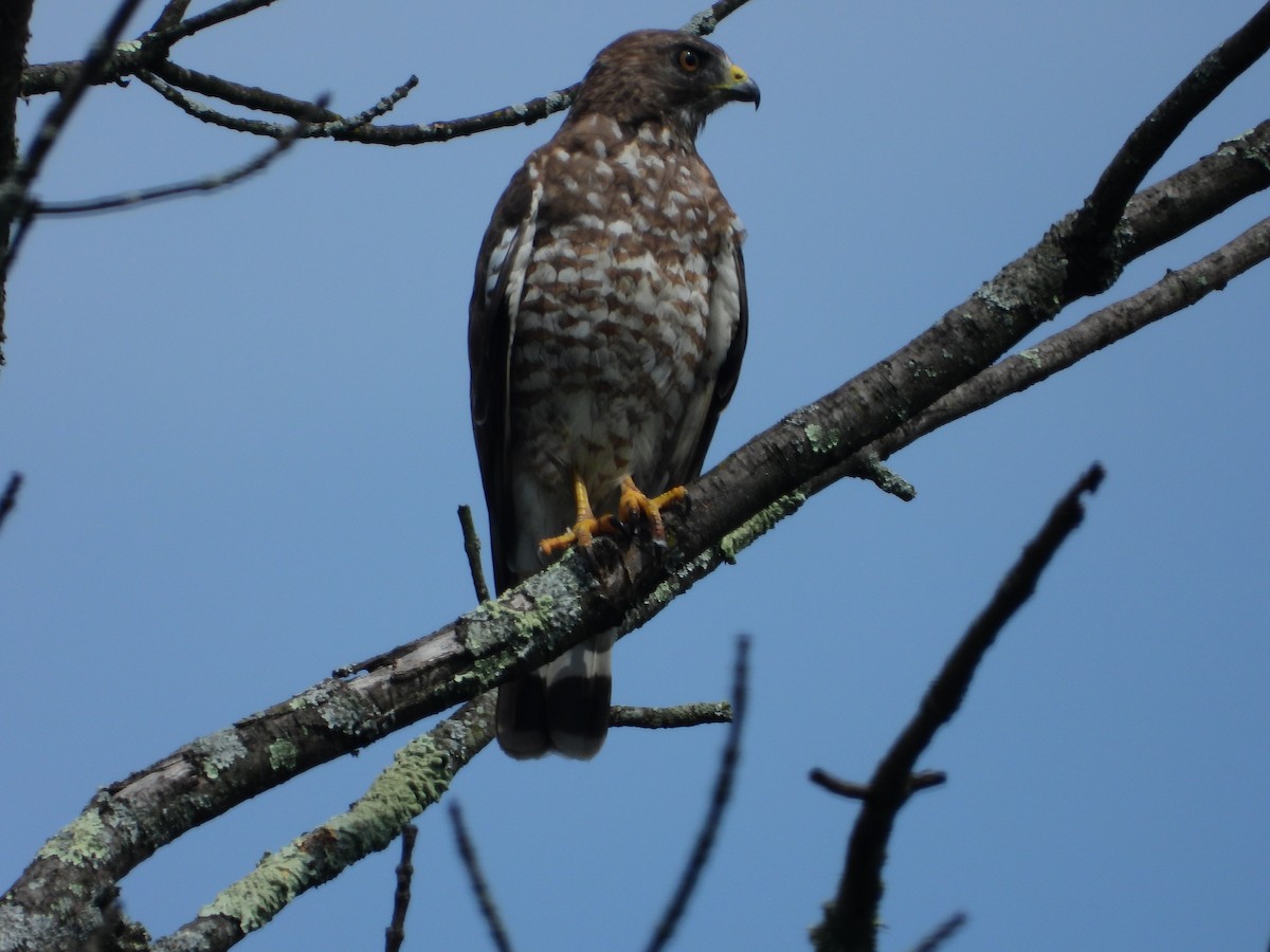 Broad-winged Hawk (Northern) - ML597128041