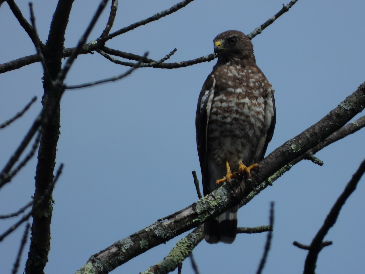 Broad-winged Hawk (Northern) - ML597128051