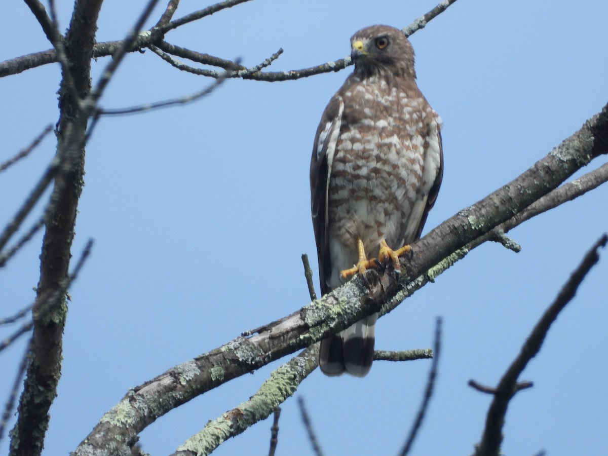 Broad-winged Hawk (Northern) - ML597128081