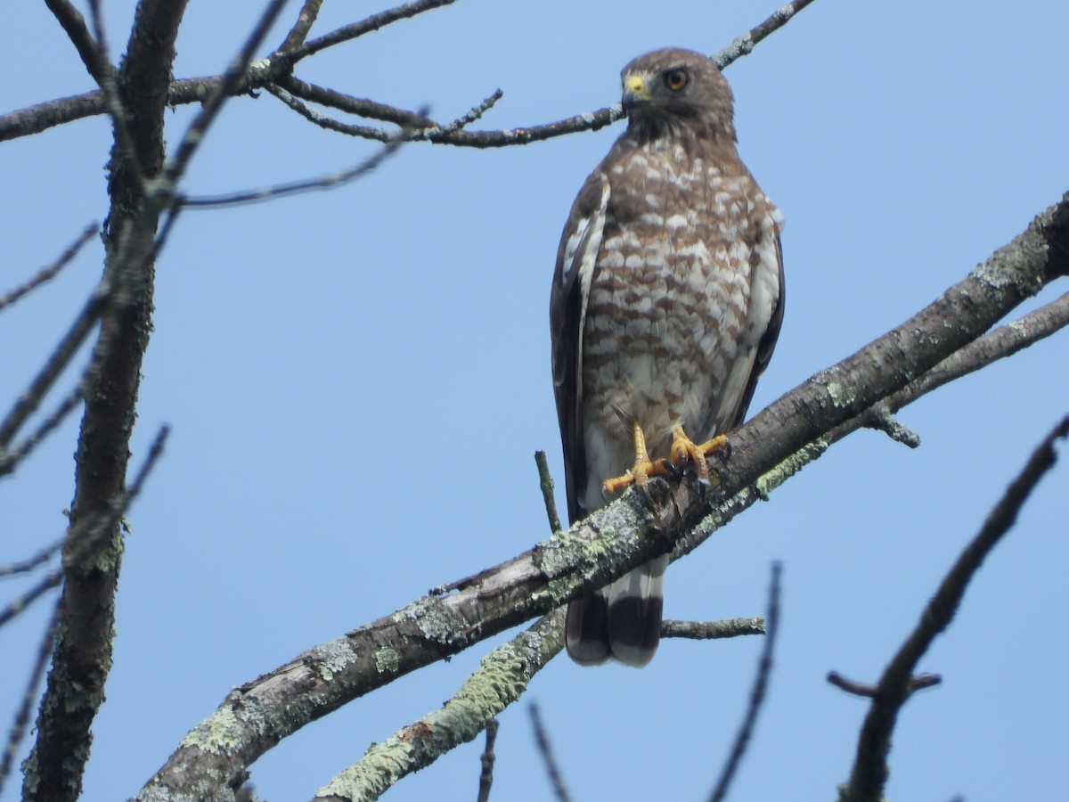 Broad-winged Hawk (Northern) - ML597128101