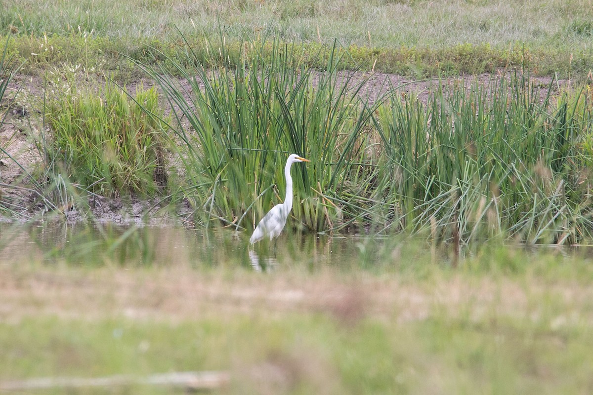 Great Egret - ML597129111