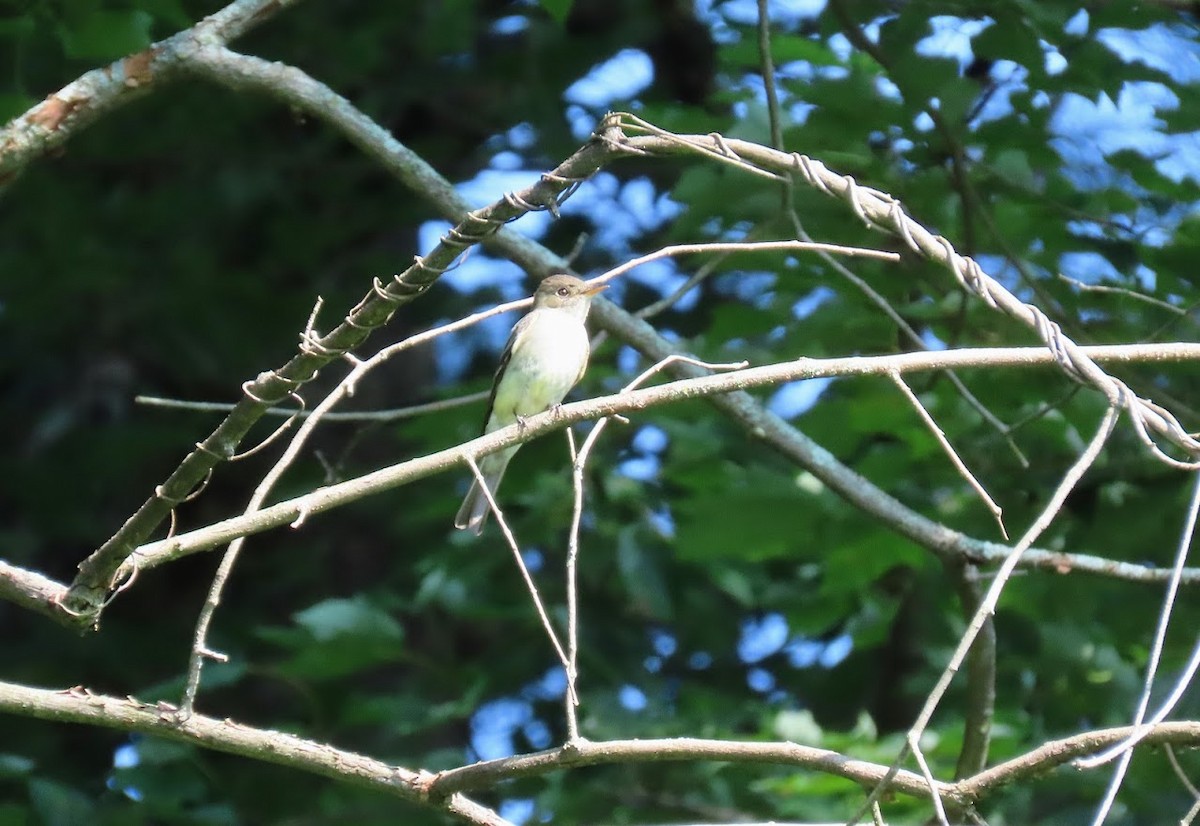 Eastern Wood-Pewee - ML597132491