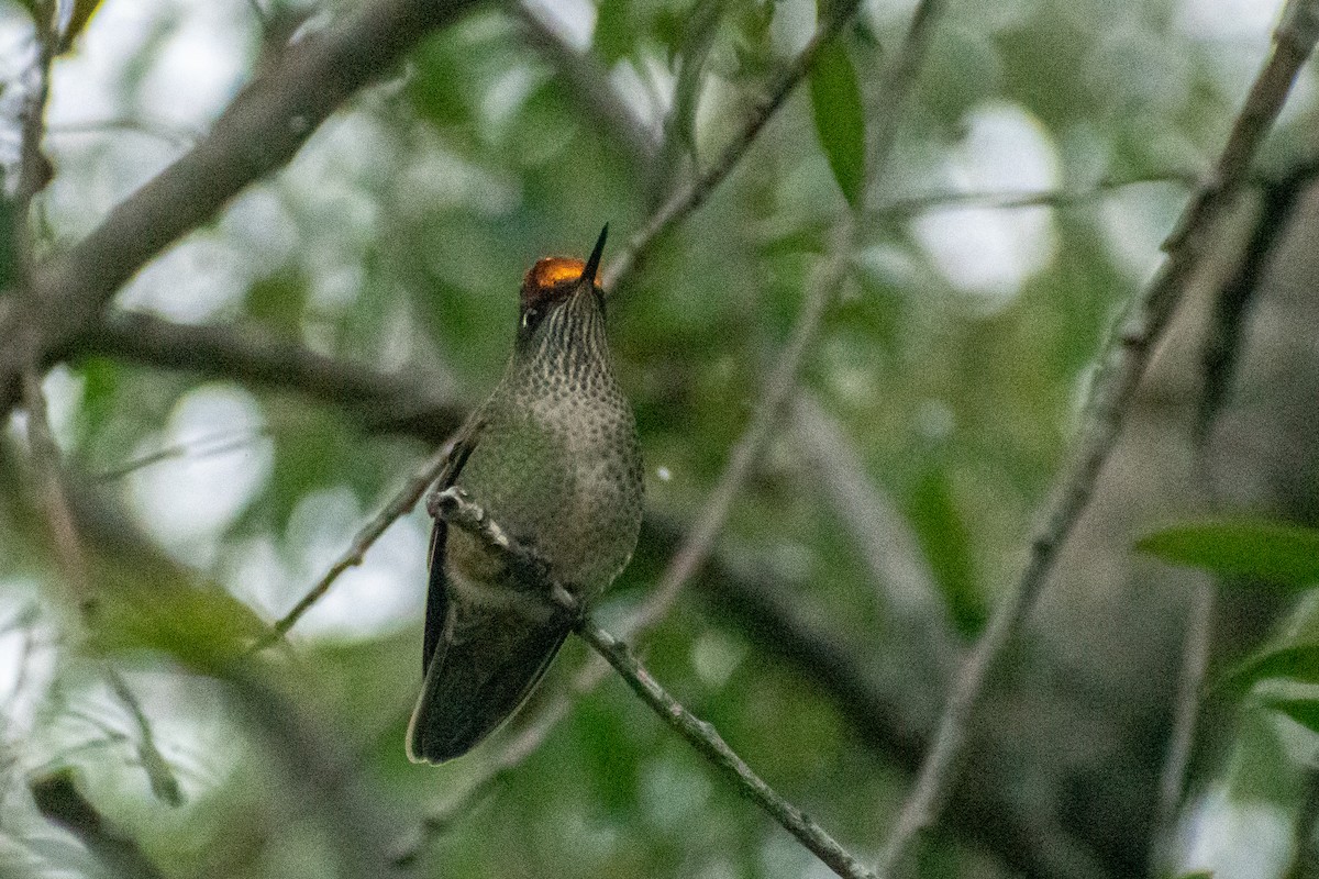 Green-backed Firecrown - ML597134701