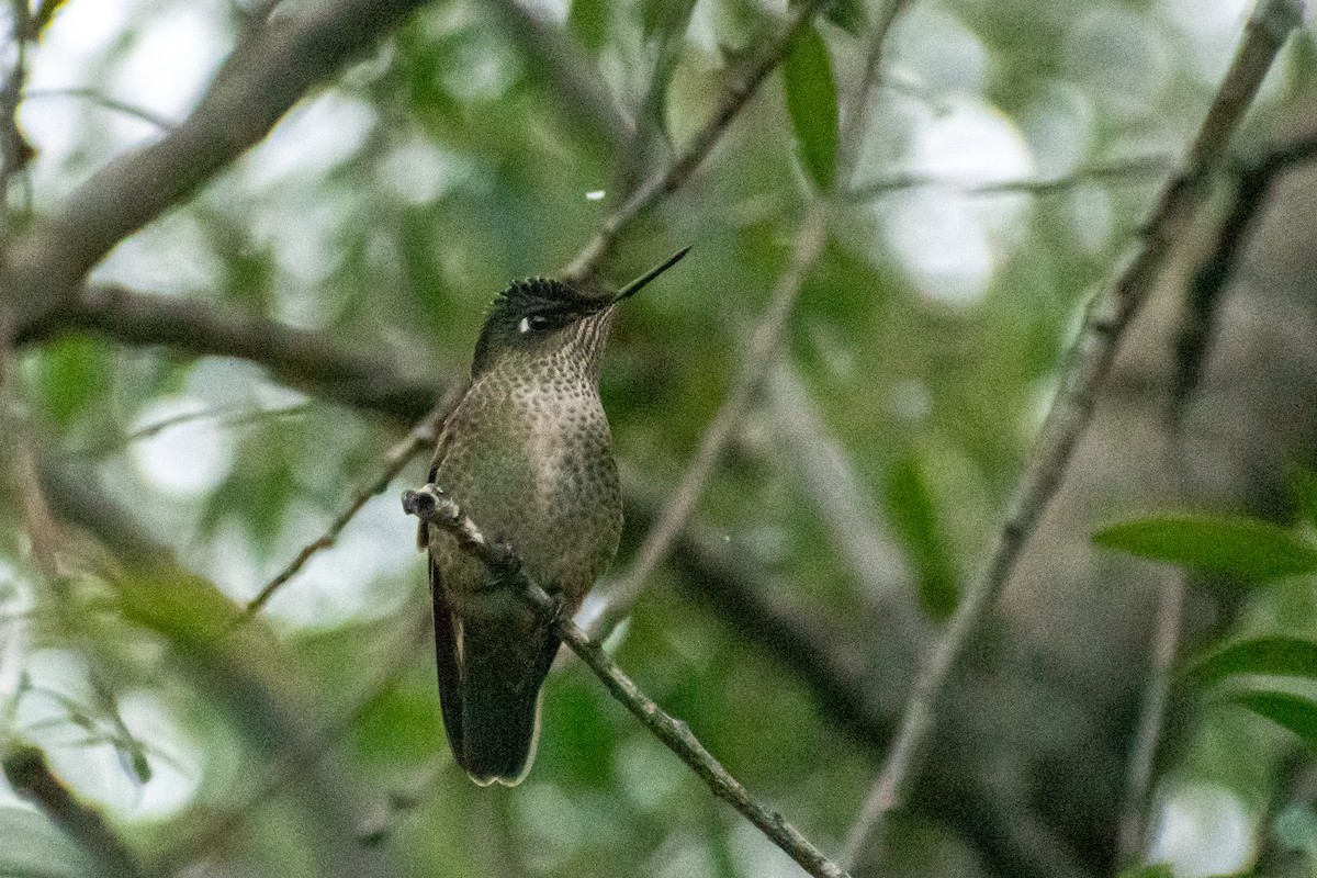 Green-backed Firecrown - ML597134711