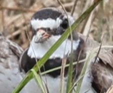 Semipalmated Plover - ML597135111