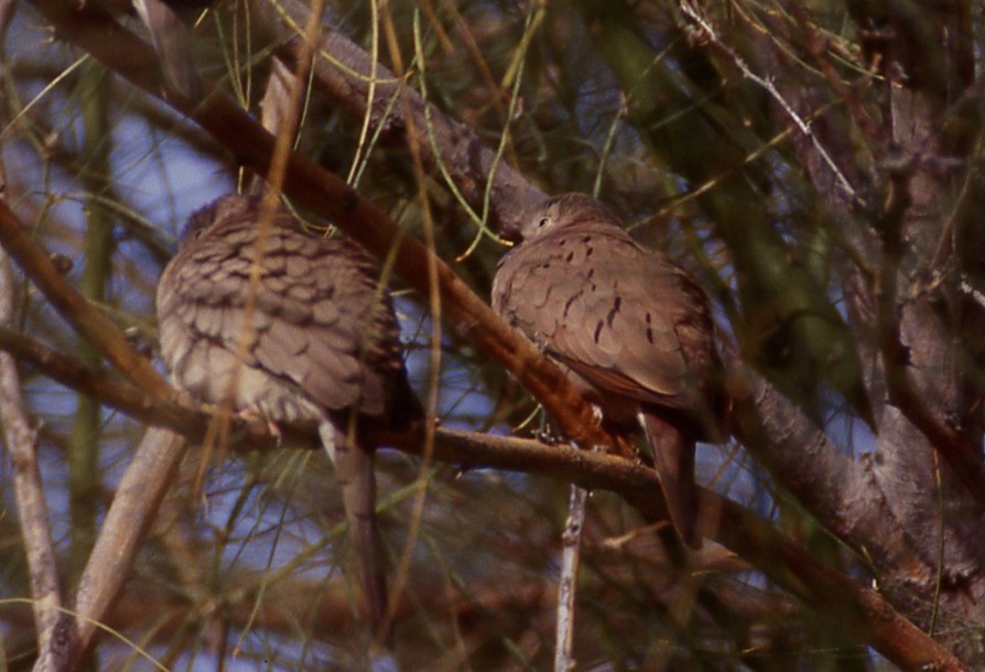 Ruddy Ground Dove - Keith Kwan