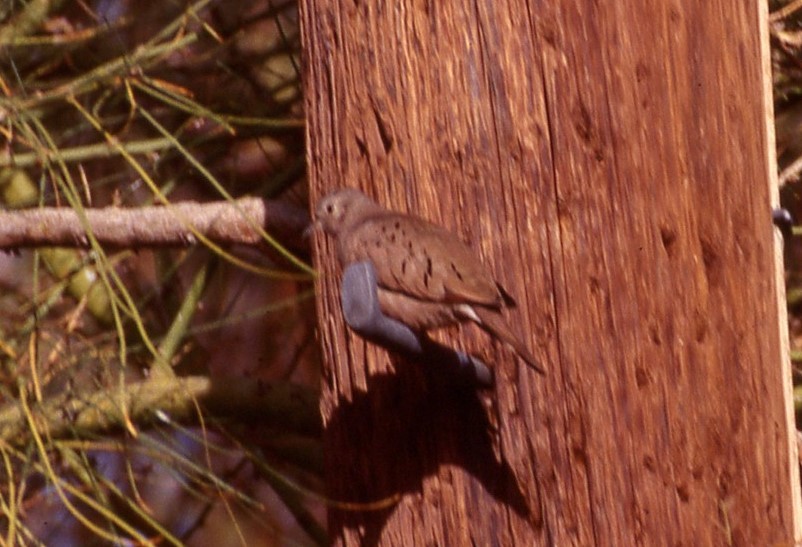 Ruddy Ground Dove - ML597135131