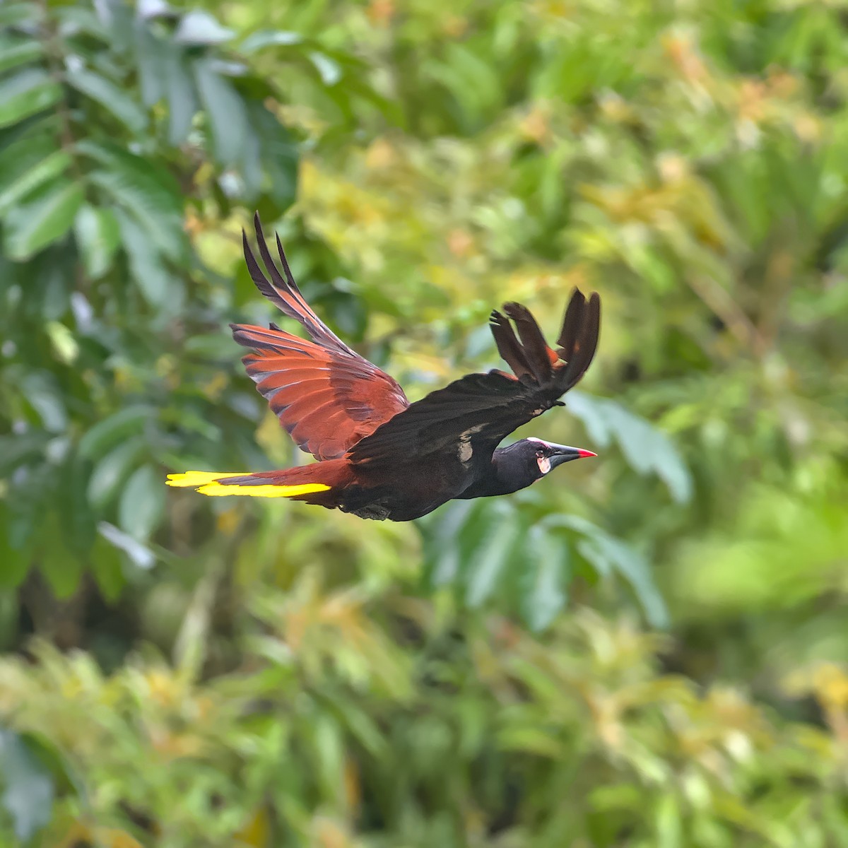 Baudo Oropendola - Pedro Bernal