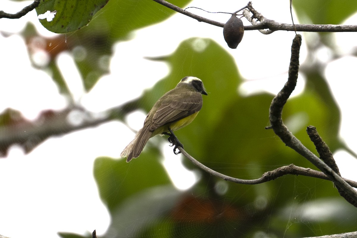 White-ringed Flycatcher - Mark Golan