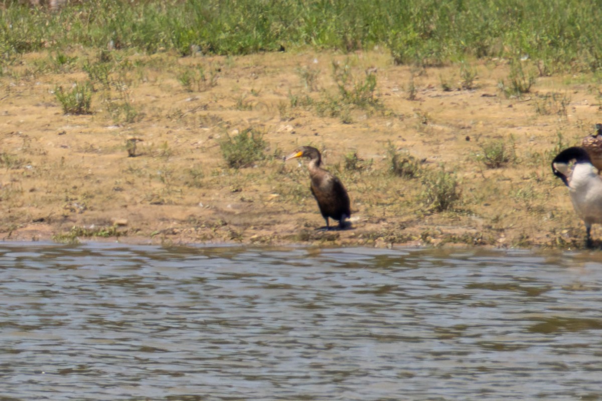 Double-crested Cormorant - ML597137171