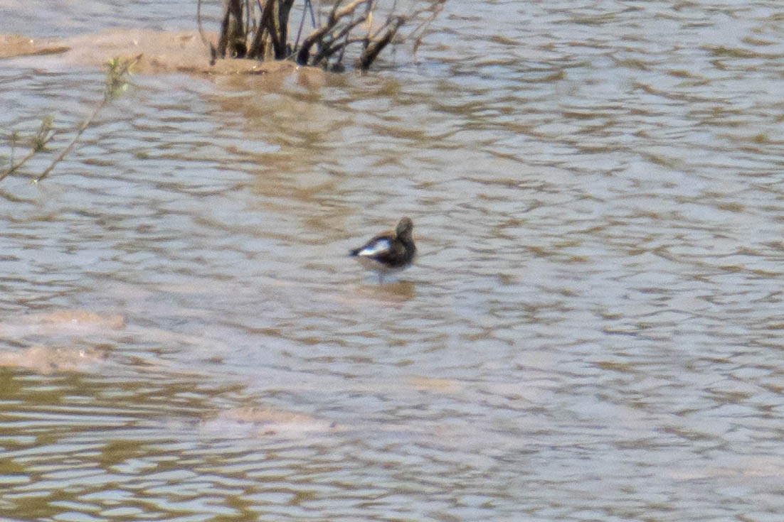 White-rumped Sandpiper - ML597137321