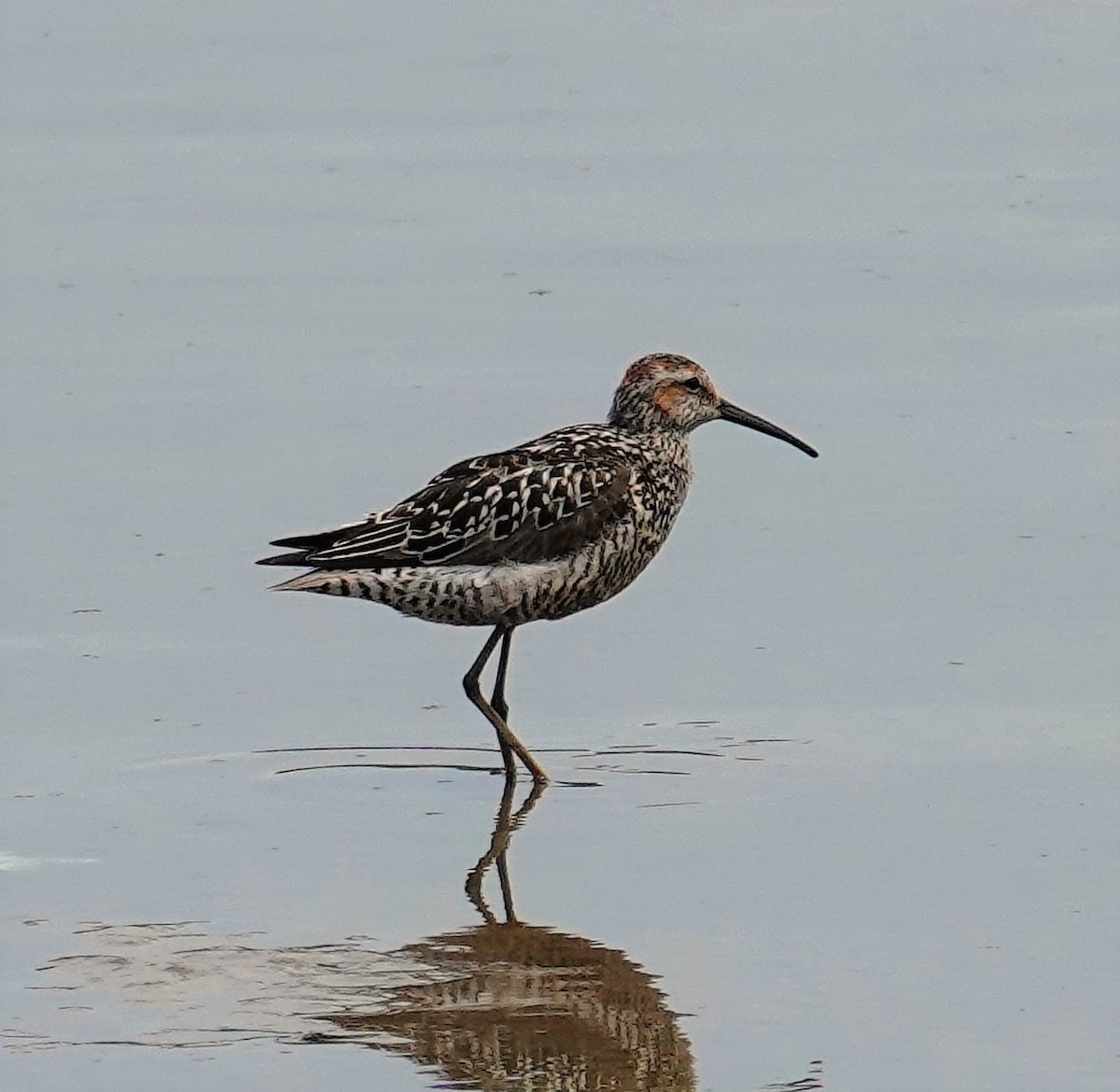 Bindenstrandläufer - ML597139391