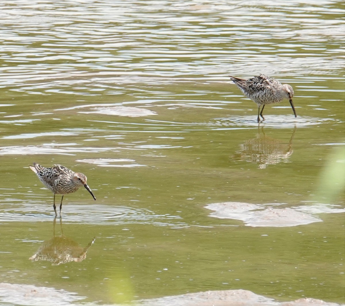 Stilt Sandpiper - ML597139411