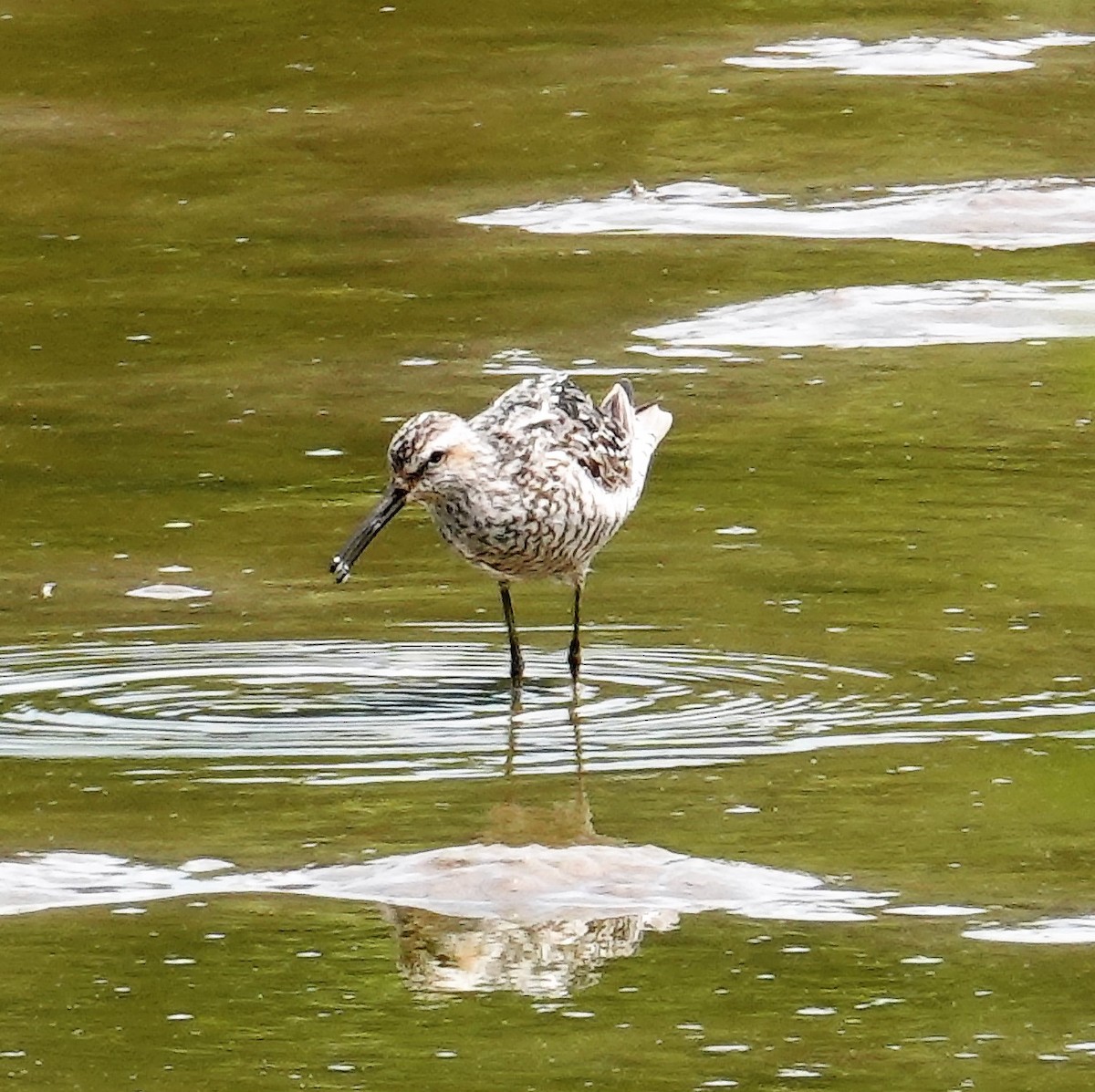 Bindenstrandläufer - ML597139421