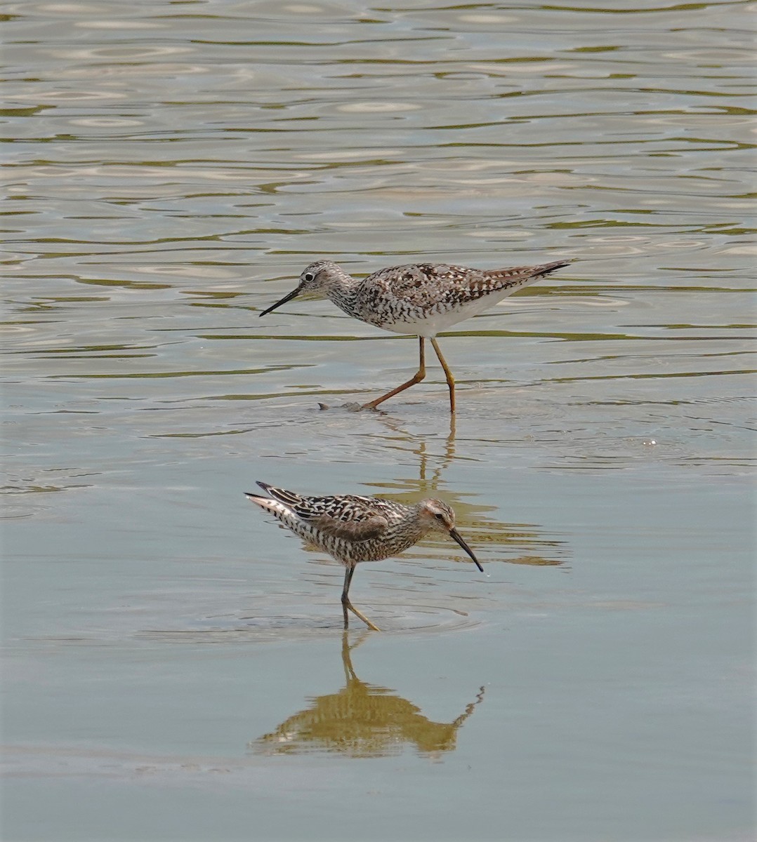 Stilt Sandpiper - ML597139441