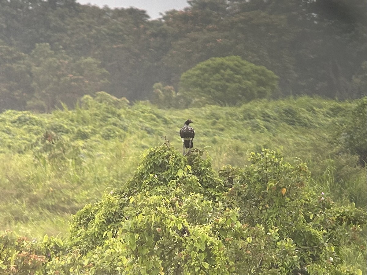 Horned Screamer - ML597139881