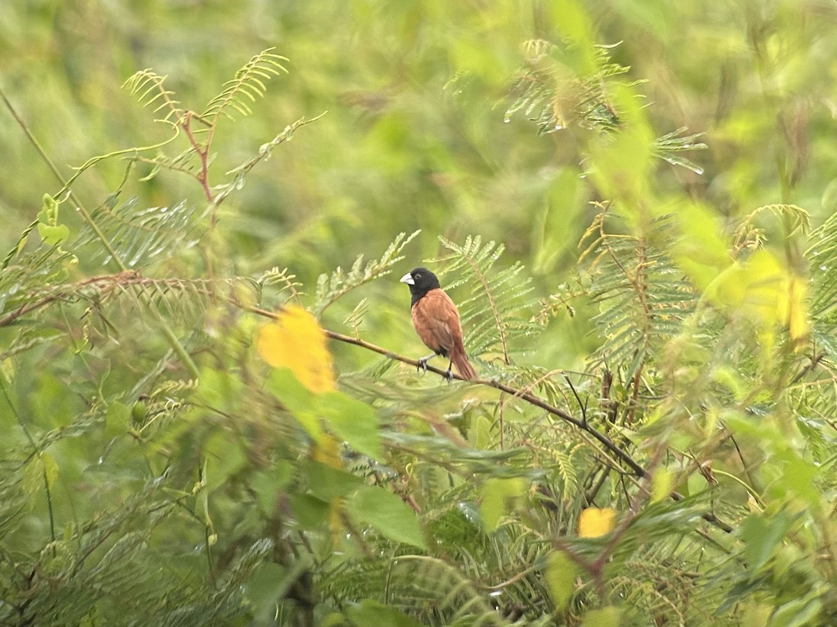 Chestnut Munia - ML597139971