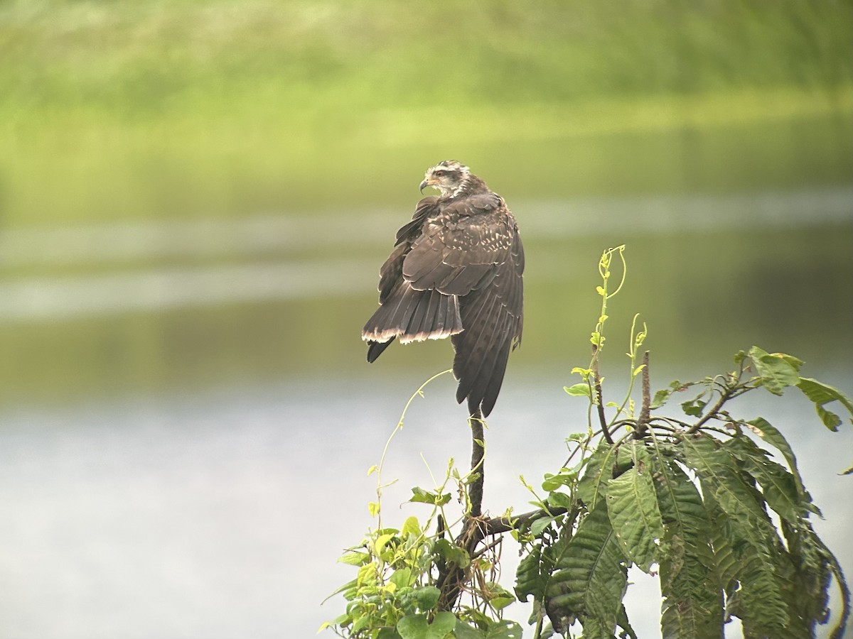 Snail Kite - Adrien Pajot