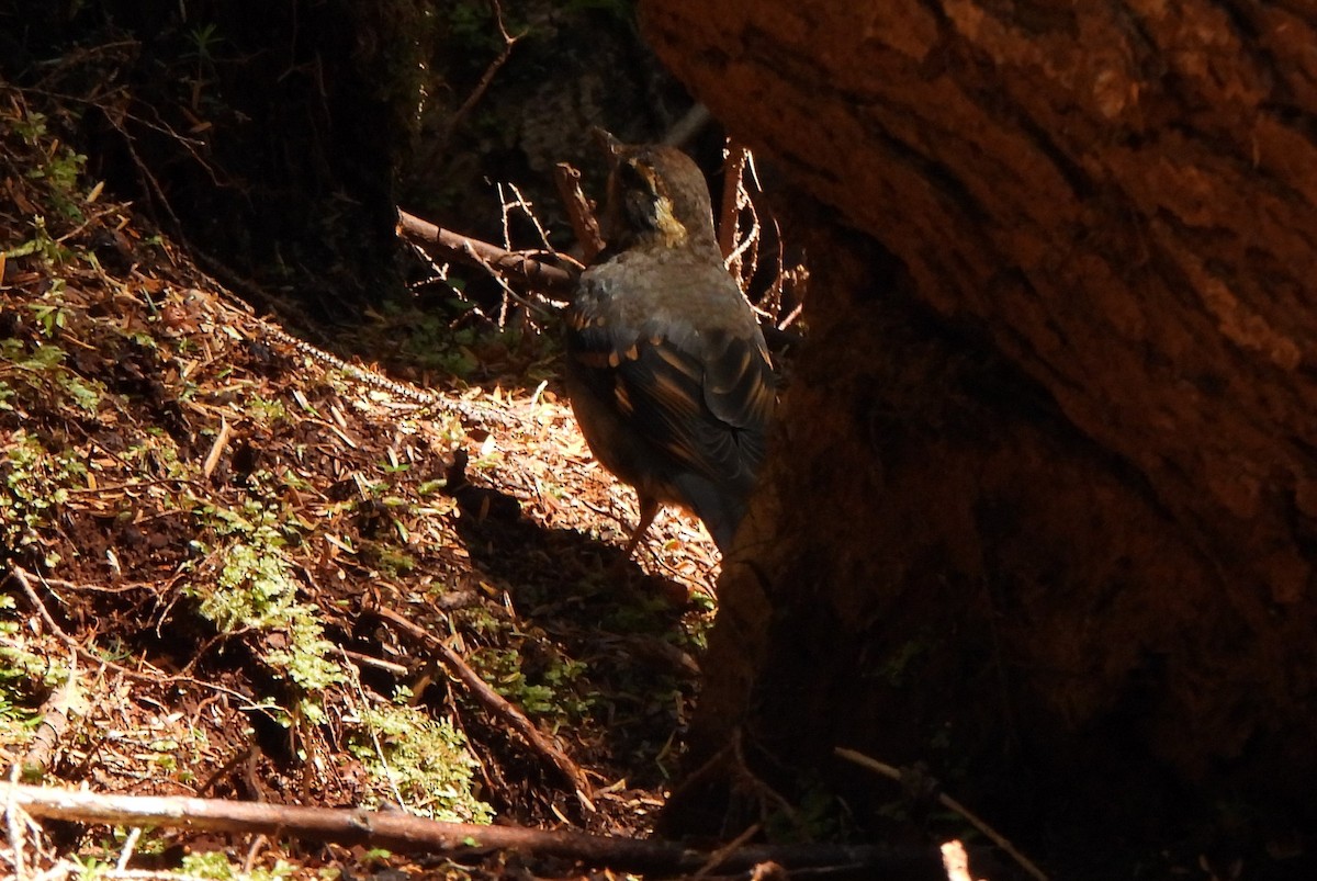 Varied Thrush - ML597140871