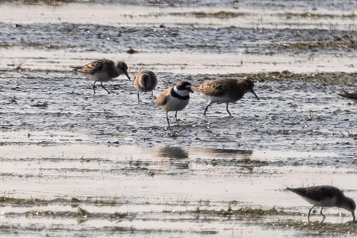 Semipalmated Plover - ML597141941