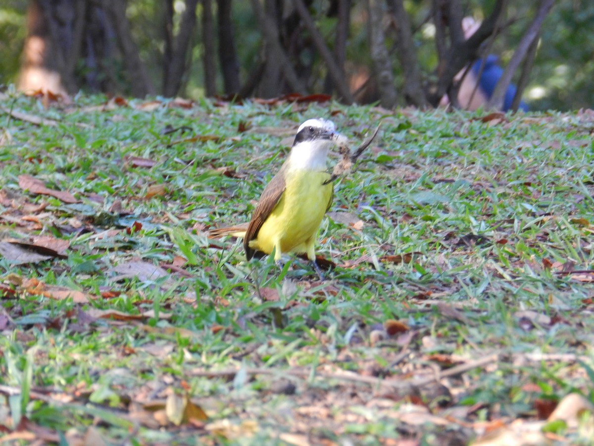 Great Kiskadee - ML597142301