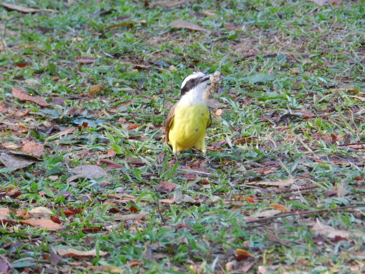 Great Kiskadee - ML597142311