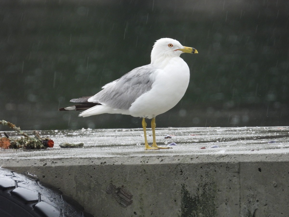 Ring-billed Gull - ML597142631